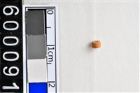 藏品(琉璃珠)的圖片