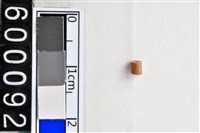 藏品(琉璃珠)的圖片