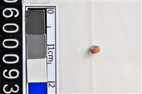 藏品(琉璃珠)的圖片