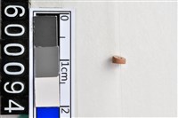 藏品(琉璃珠)的圖片