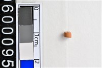 藏品(琉璃珠)的圖片