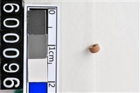 藏品(琉璃珠)的圖片