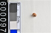 藏品(琉璃珠)的圖片