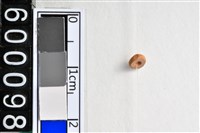 藏品(琉璃珠)的圖片