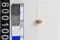 藏品(琉璃珠)的圖片