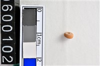 藏品(琉璃珠)的圖片