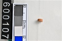 藏品(琉璃珠)的圖片