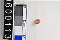 藏品(琉璃珠)的圖片