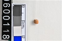 藏品(琉璃珠)的圖片