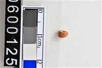 藏品(琉璃珠)的圖片