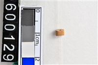 藏品(琉璃珠)的圖片