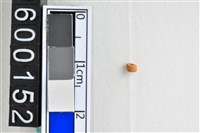 藏品(琉璃珠)的圖片