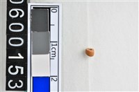 藏品(琉璃珠)的圖片