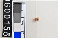 藏品(琉璃珠)的圖片