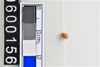 藏品(琉璃珠)的圖片