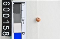 藏品(琉璃珠)的圖片