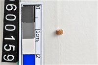 藏品(琉璃珠)的圖片