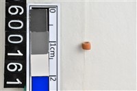 藏品(琉璃珠)的圖片