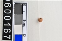 藏品(琉璃珠)的圖片