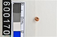 藏品(琉璃珠)的圖片