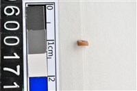 藏品(琉璃珠)的圖片