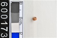 藏品(琉璃珠)的圖片