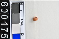 藏品(琉璃珠)的圖片