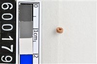 藏品(琉璃珠)的圖片