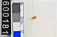 藏品(琉璃珠)的圖片