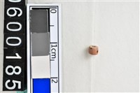 藏品(琉璃珠)的圖片