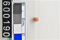 藏品(琉璃珠)的圖片