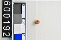 藏品(琉璃珠)的圖片