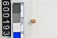 藏品(琉璃珠)的圖片