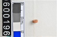 藏品(琉璃珠)的圖片