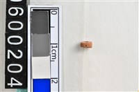 藏品(琉璃珠)的圖片