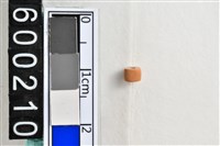 藏品(琉璃珠)的圖片