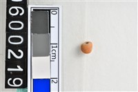 藏品(琉璃珠)的圖片