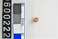 藏品(琉璃珠)的圖片