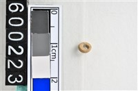 藏品(琉璃珠)的圖片