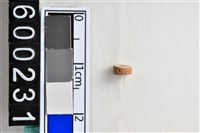 藏品(琉璃珠)的圖片