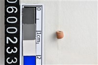 藏品(琉璃珠)的圖片