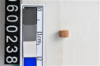 藏品(琉璃珠)的圖片