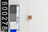 藏品(琉璃珠)的圖片