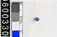 藏品(琉璃珠)的圖片