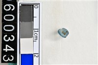 藏品(琉璃珠)的圖片