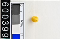 藏品(琉璃珠)的圖片