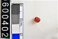 藏品(琉璃珠)的圖片