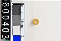 藏品(琉璃珠)的圖片