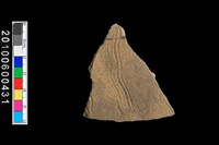 藏品(腹片)的圖片