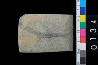 藏品(石錛)的圖片